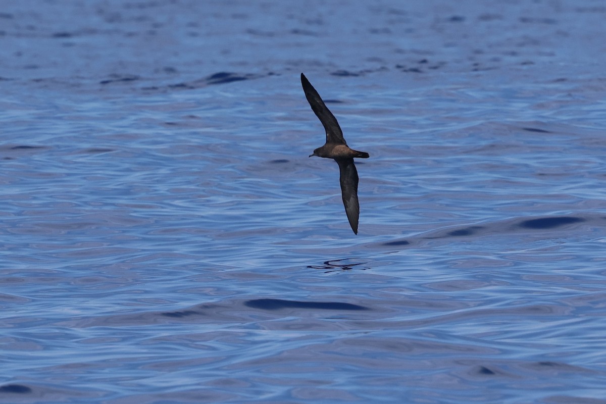 Wedge-tailed Shearwater - ML640742929