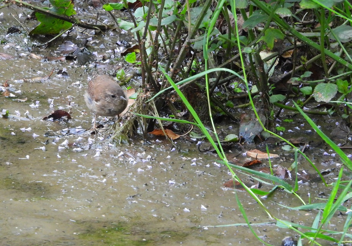 Eurasian Wren (British) - ML640743001