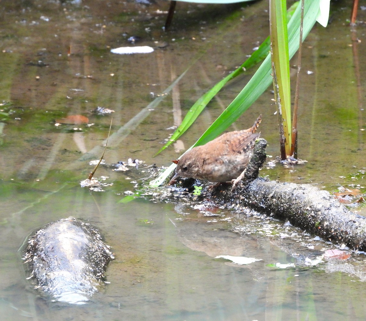 Eurasian Wren (British) - ML640743002