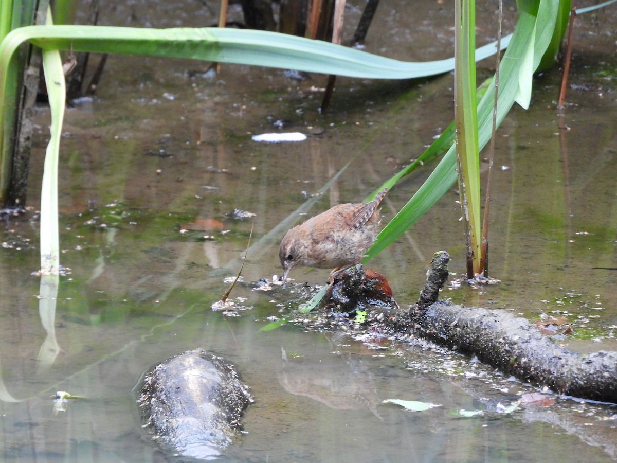 Eurasian Wren (British) - ML640743003