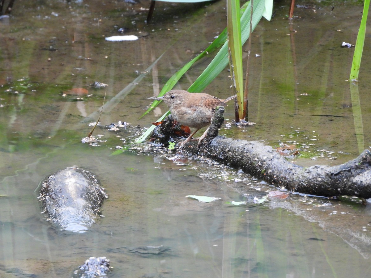 Eurasian Wren (British) - ML640743004