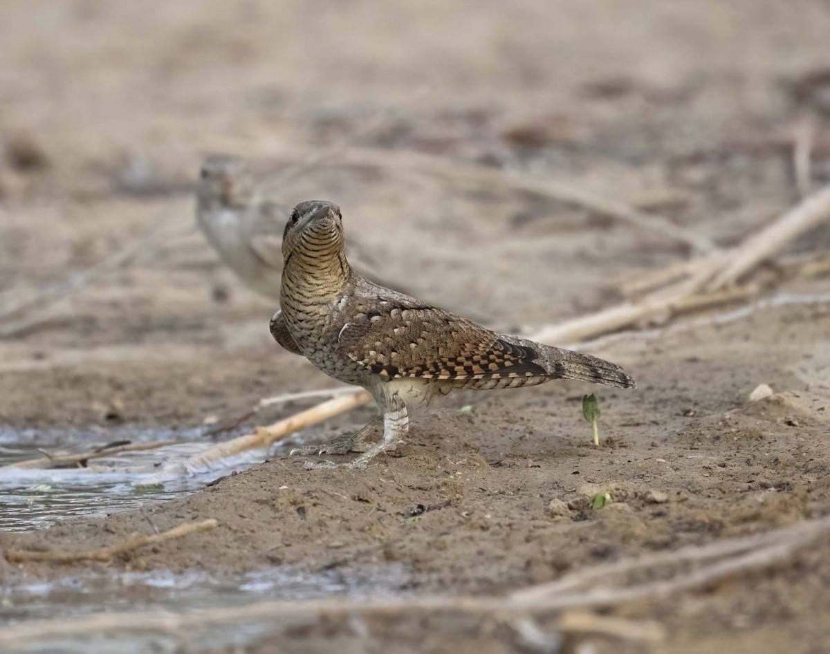 Torcicollo - ML640743086