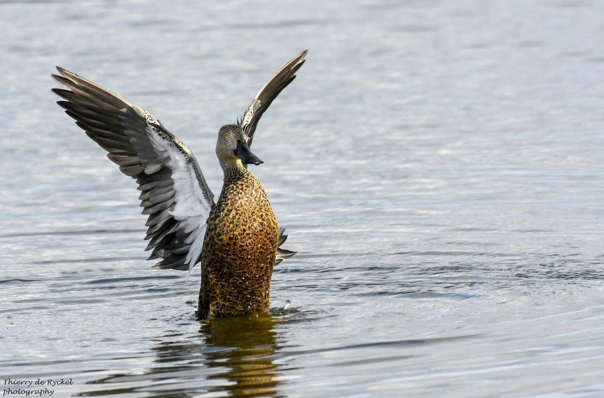 Kap Kaşıkgagası - ML640743110