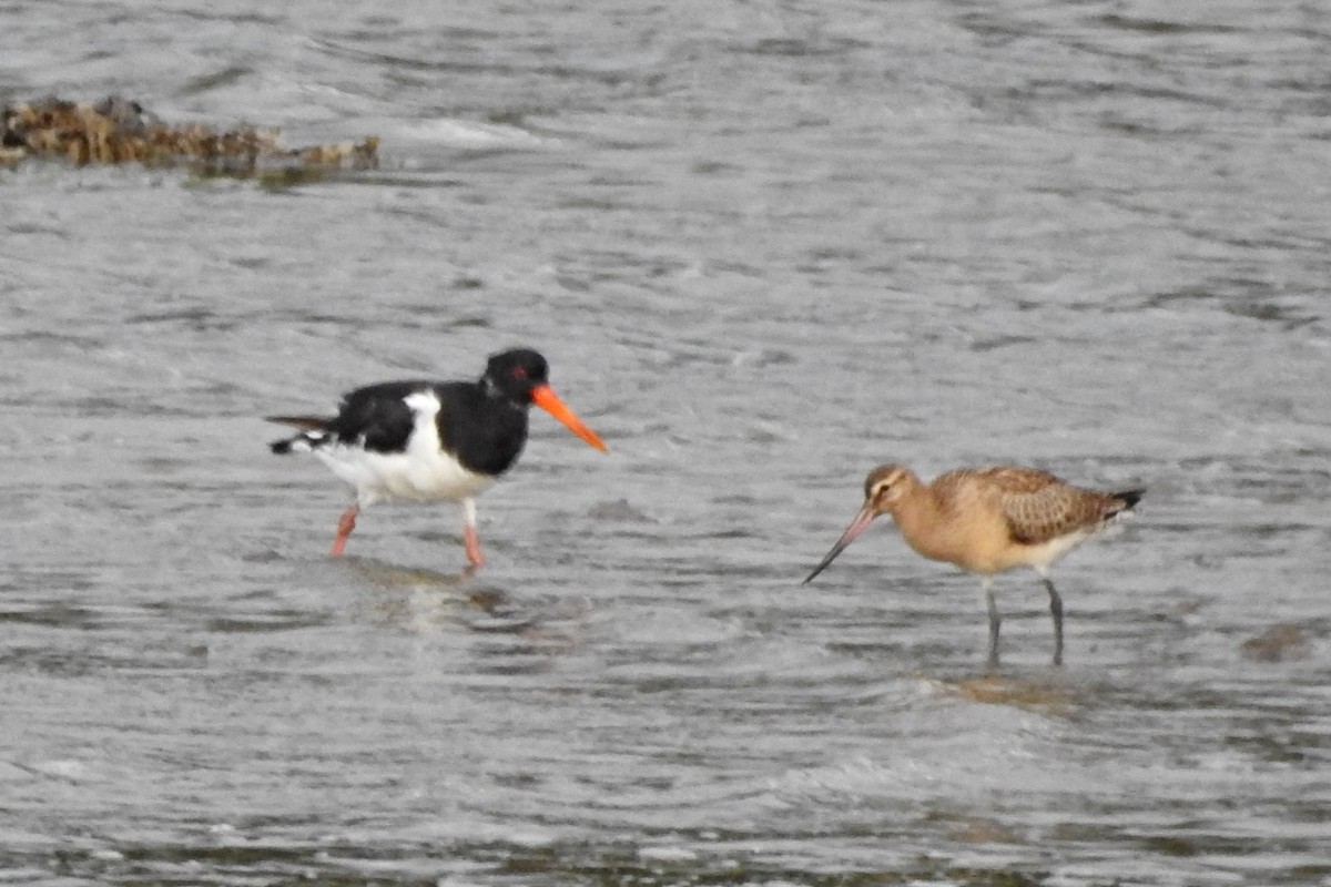Bar-tailed Godwit - ML640743111