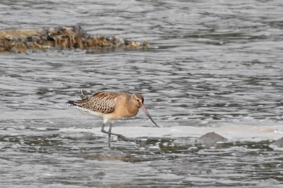 Bar-tailed Godwit - ML640743112