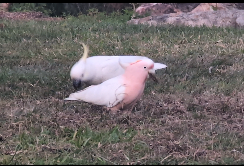 Pink Cockatoo - ML640743114