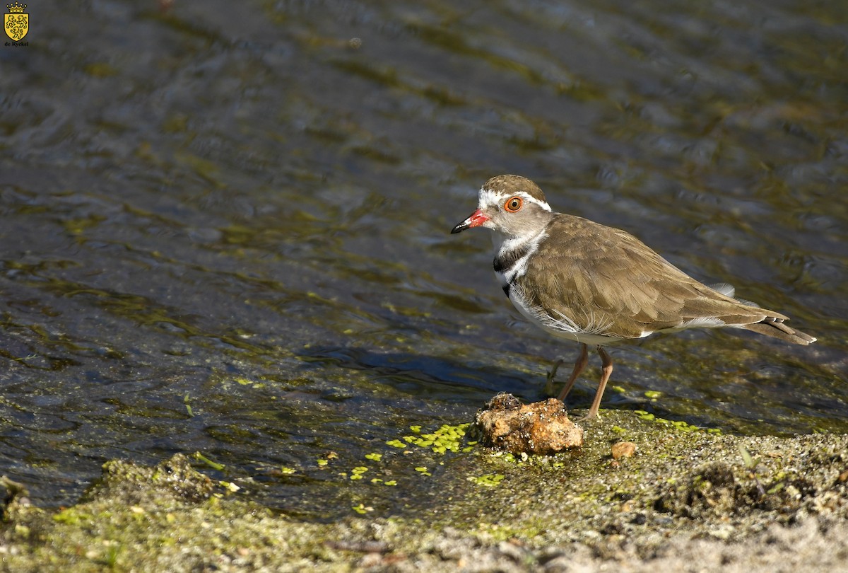 Takkeli Cılıbıt - ML640743117