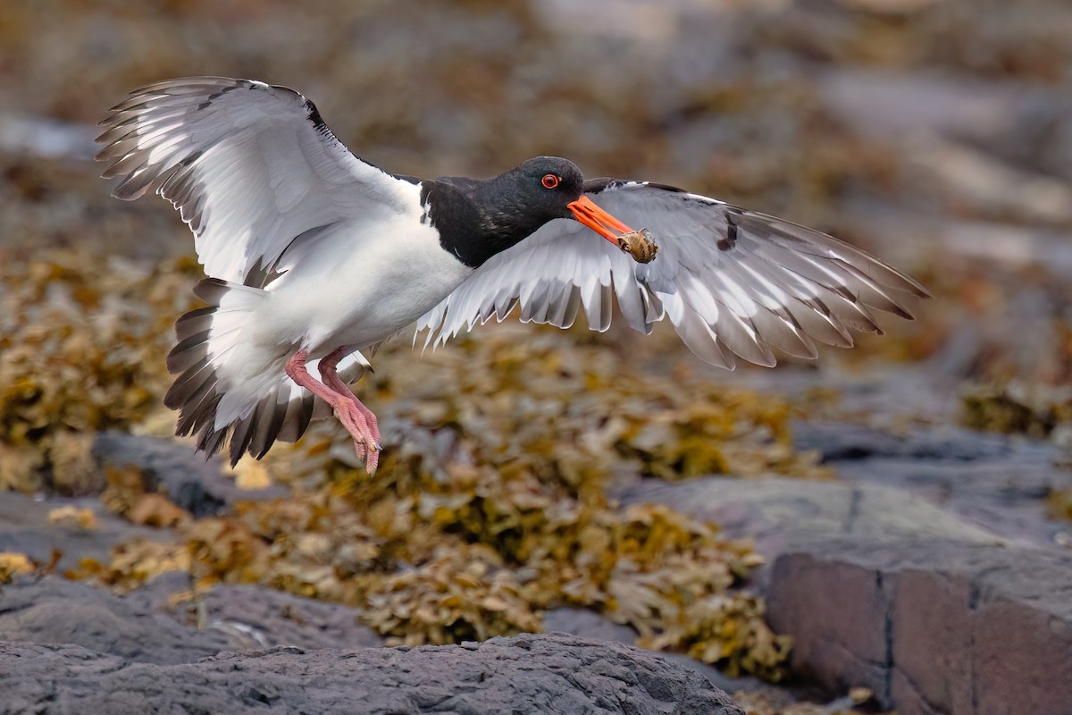 ústřičník velký (ssp. ostralegus/longipes) - ML640743120