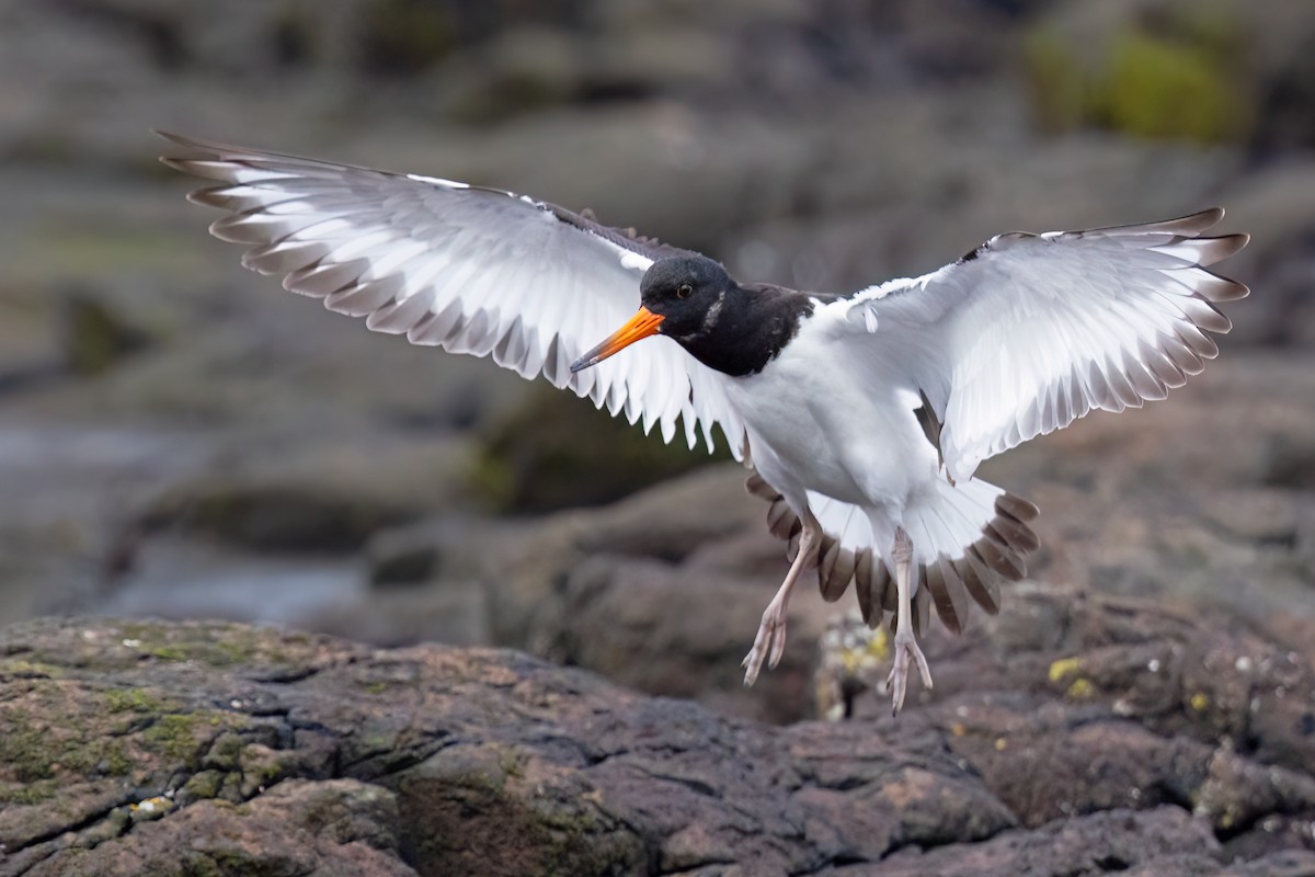 ústřičník velký (ssp. ostralegus/longipes) - ML640743121