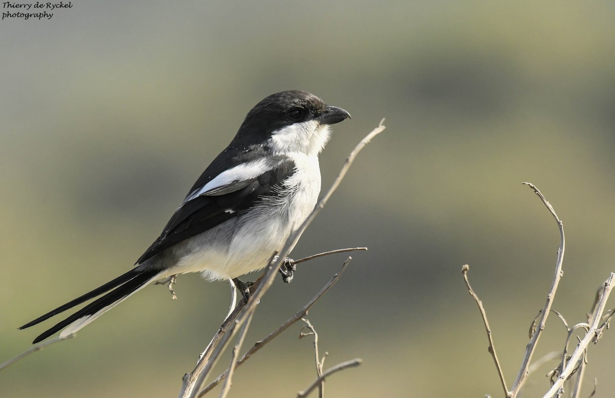 Güneyli Fiskal - ML640743123