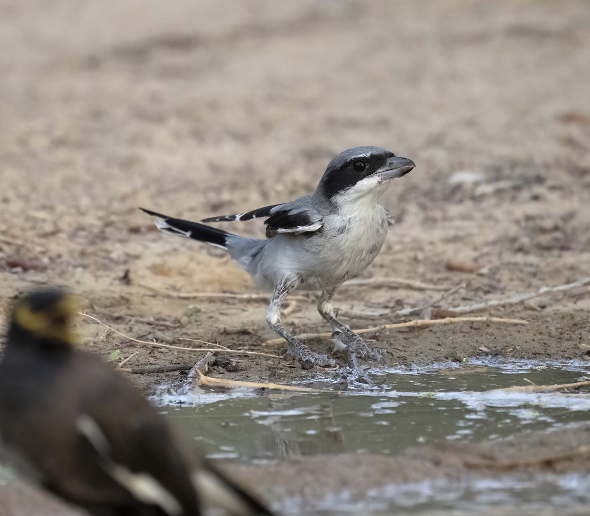 Great Gray Shrike (Arabian) - ML640743125