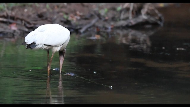 Wood Stork - ML640743128