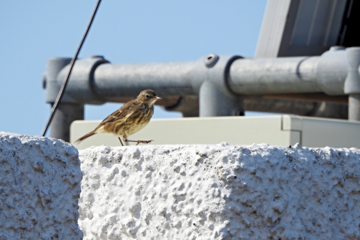 Rock Pipit - ML640743132