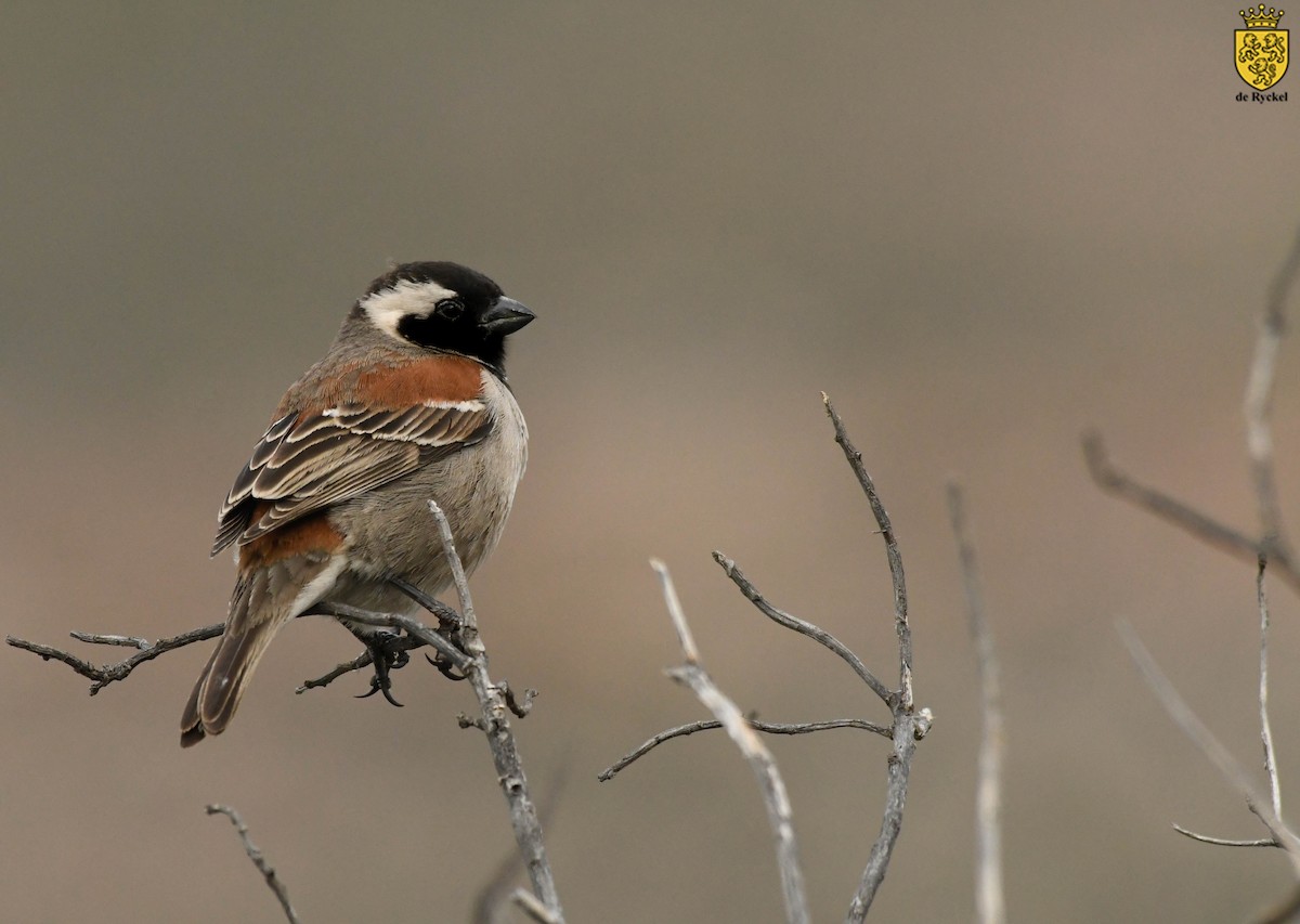 Kap Serçesi - ML640743134