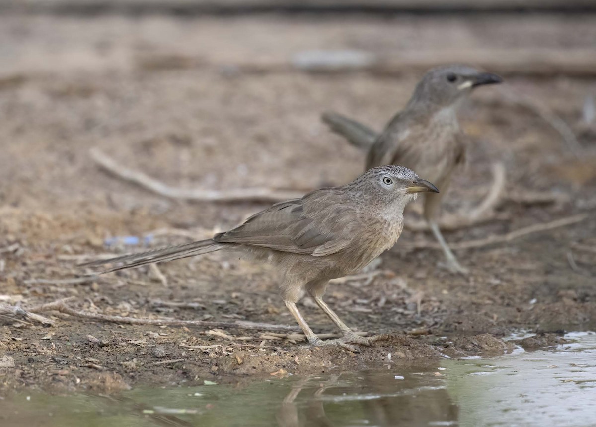 Arabian Babbler - ML640743147