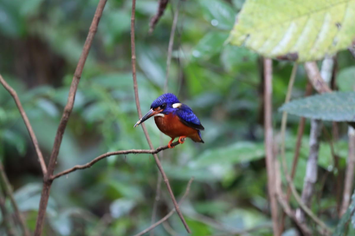 Blue-eared Kingfisher - ML640743272
