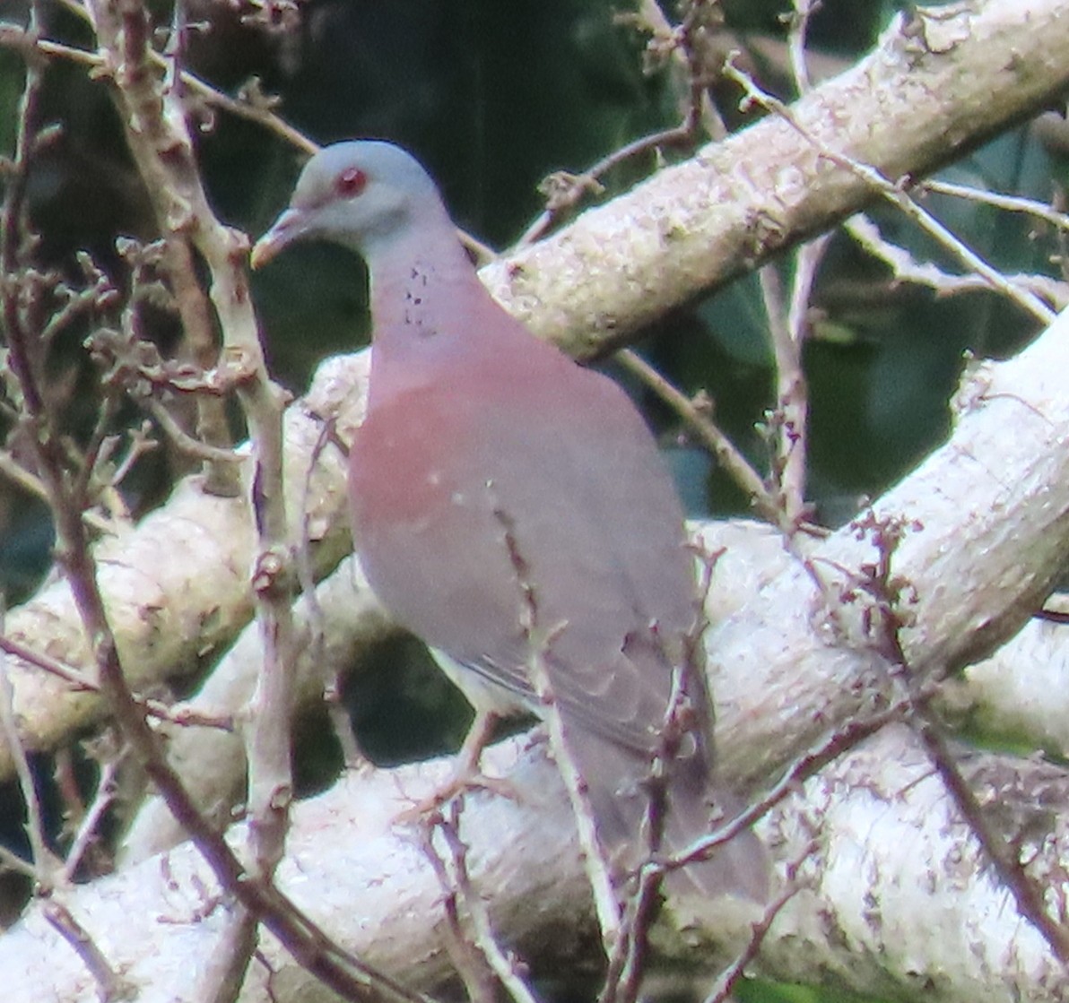 Malagasy Turtle-Dove - ML640743306