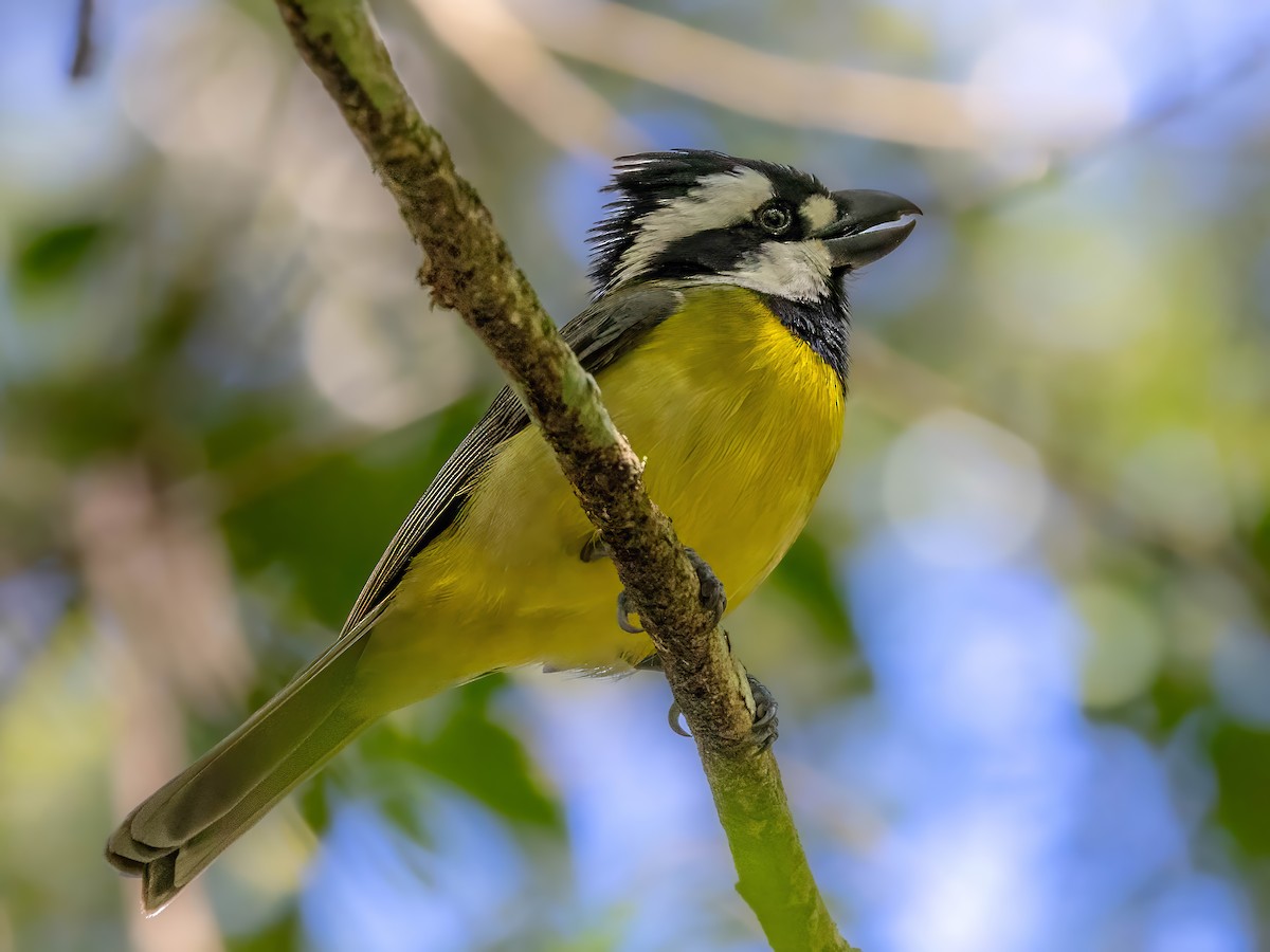 Eastern Shrike-tit - ML640743323