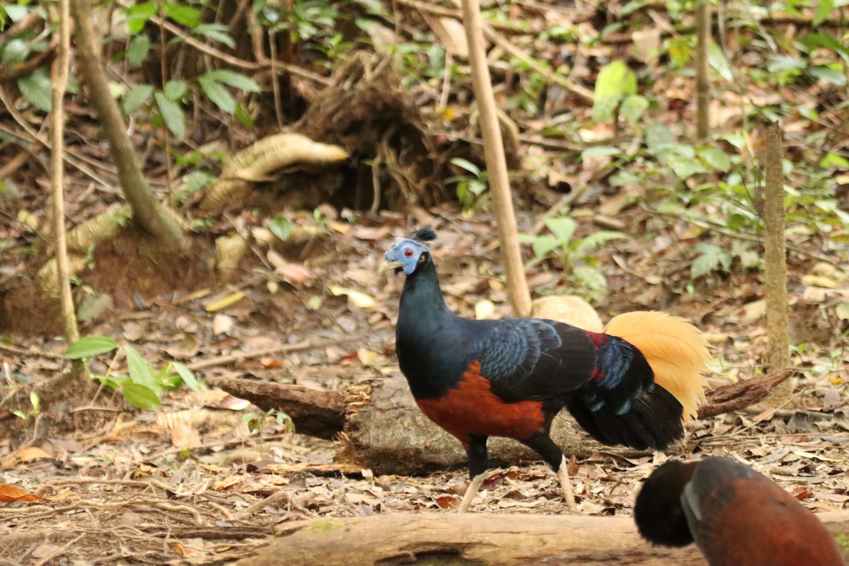 Bornean Crested Fireback - ML640743373