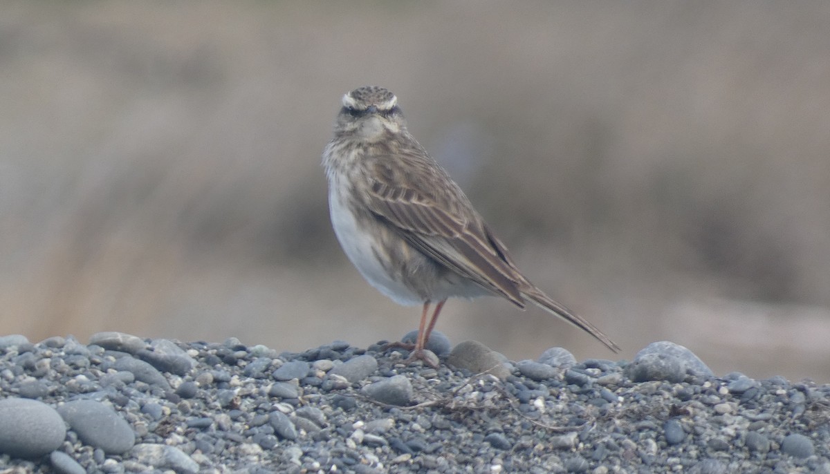 New Zealand Pipit - ML640743432