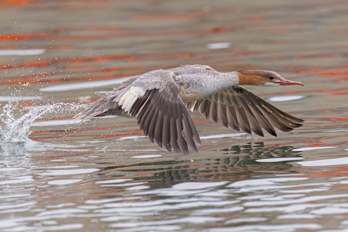 Grand Harle (merganser/orientalis) - ML640743433