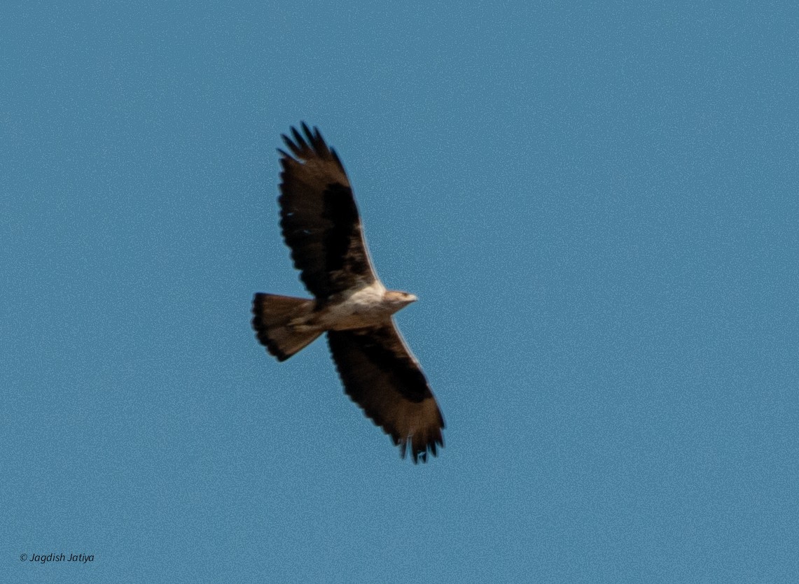 Bonelli's Eagle - ML640743443