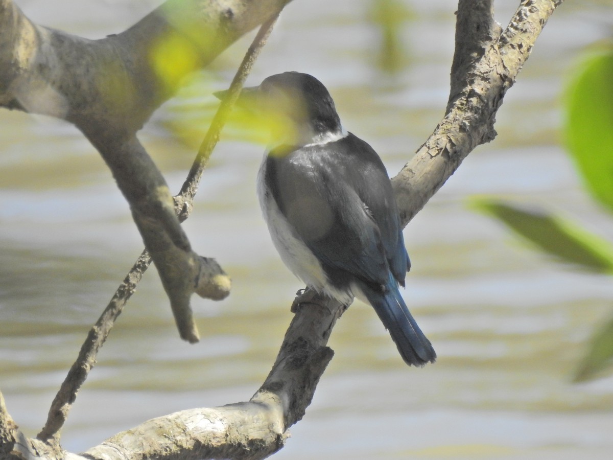 Torresian Kingfisher - ML640743456