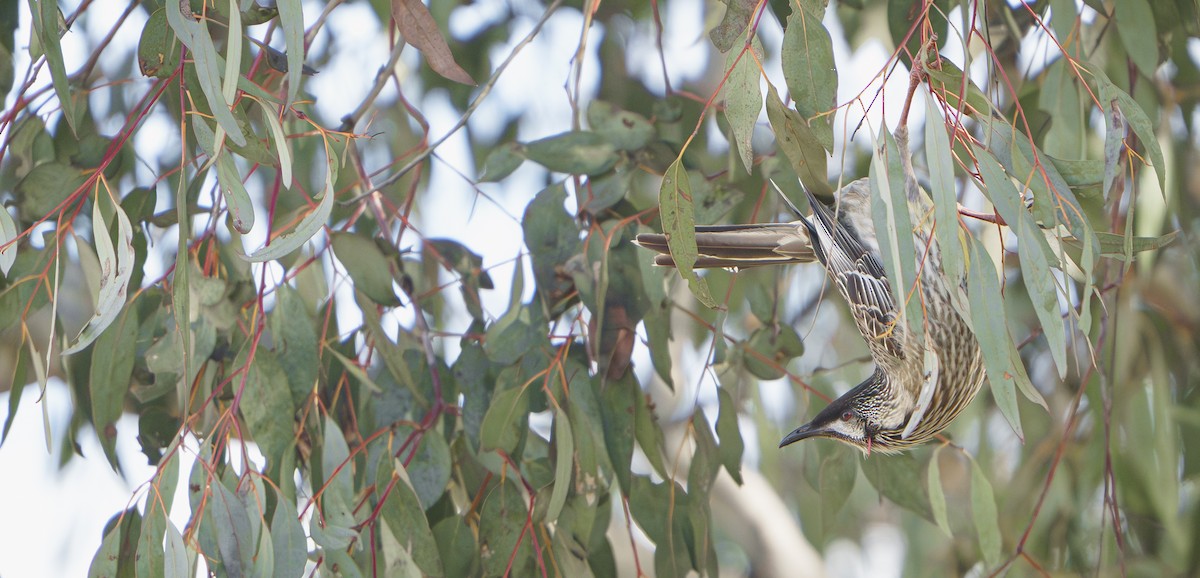 Red Wattlebird - ML640743478