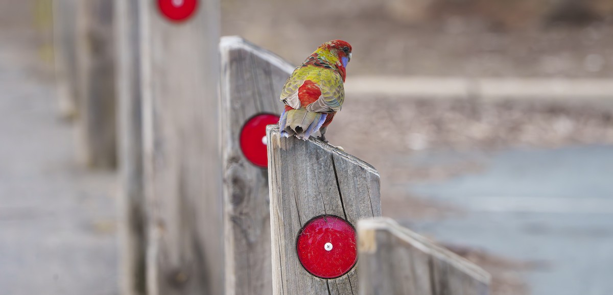 Crimson Rosella - ML640743480