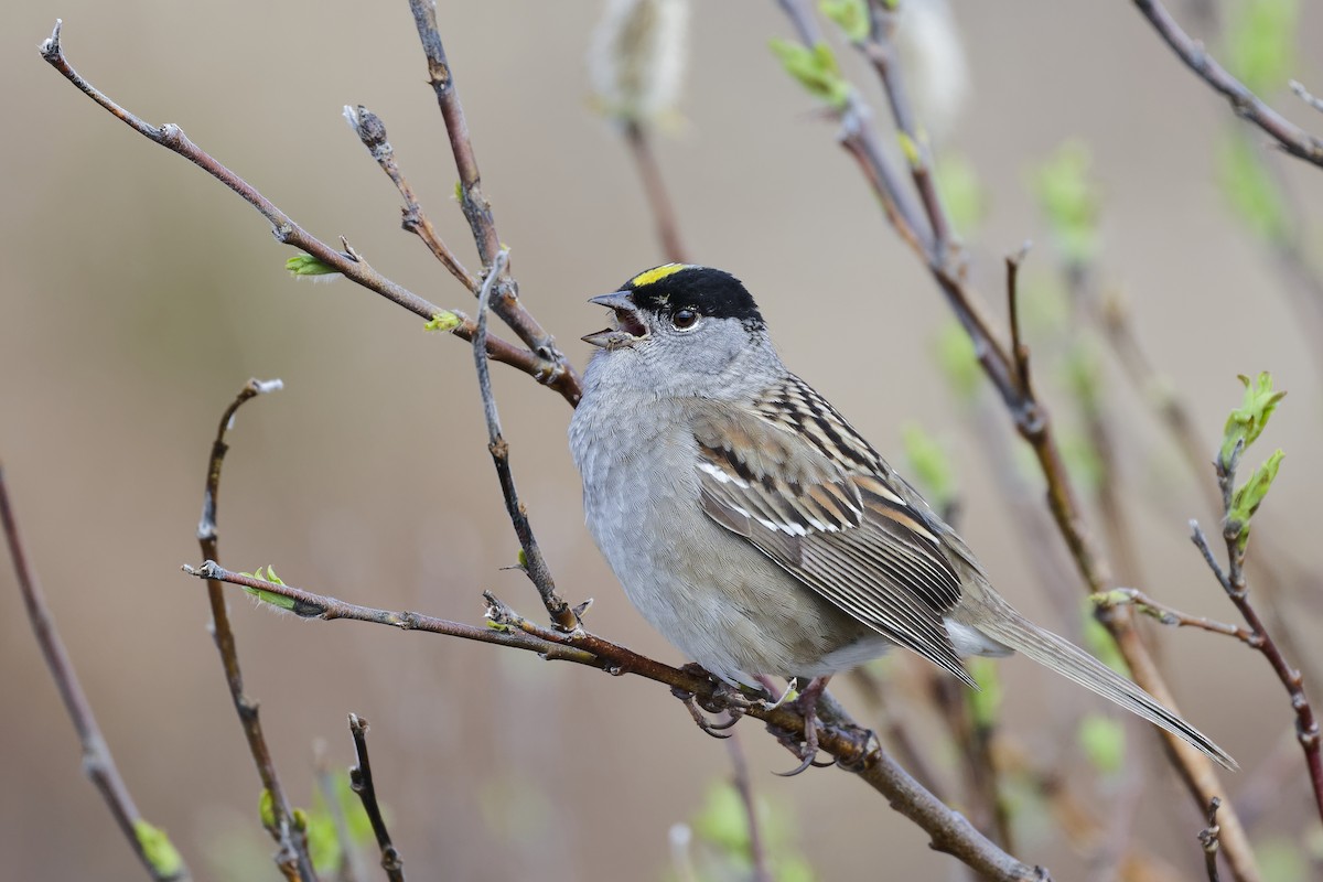 Golden-crowned Sparrow - ML640743523