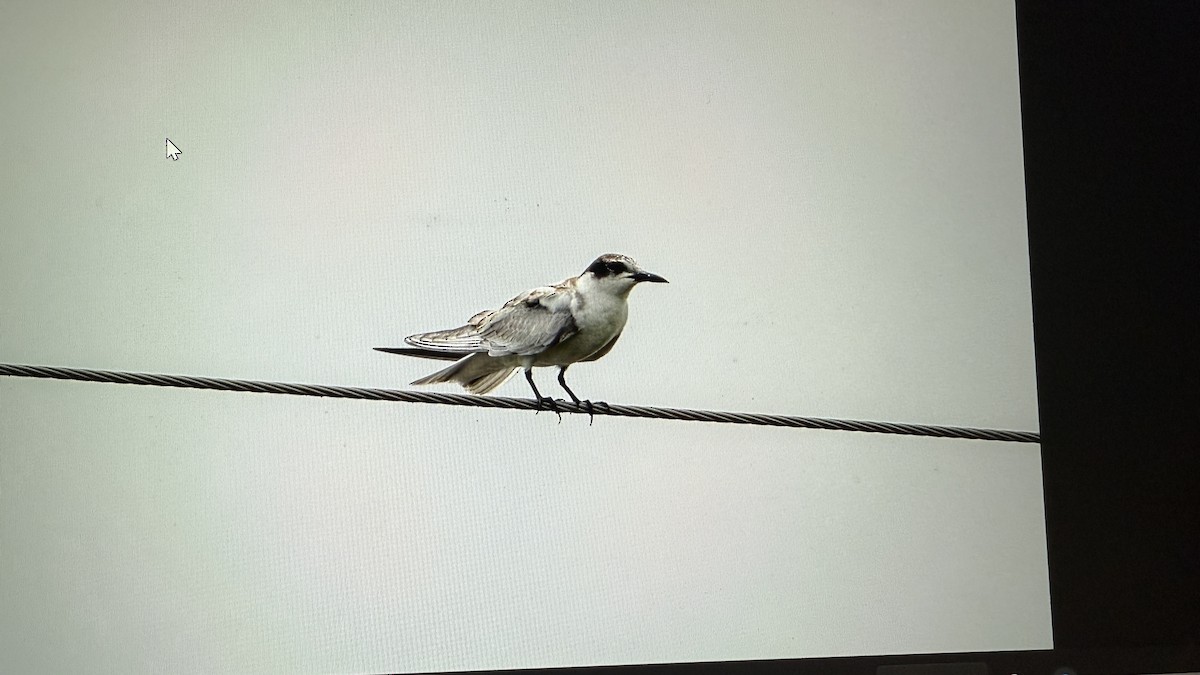 Whiskered Tern - ML640743531