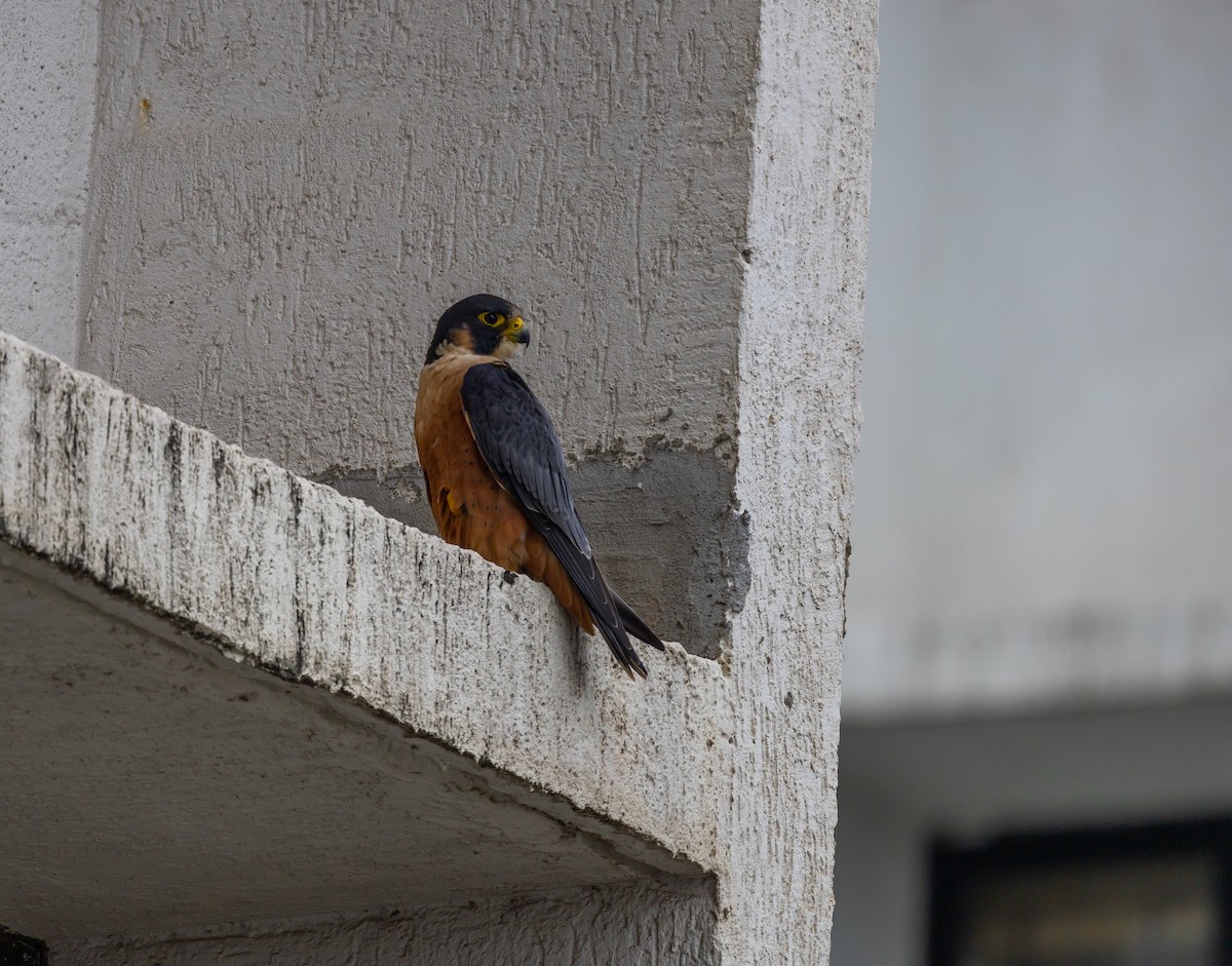 Peregrine Falcon (Shaheen) - ML640743536