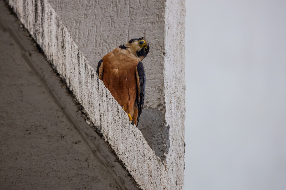 Peregrine Falcon (Shaheen) - ML640743537
