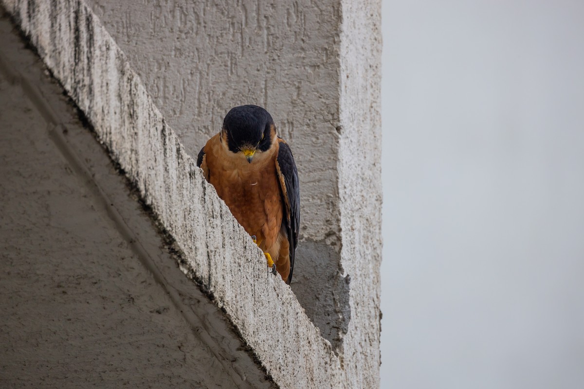 Peregrine Falcon (Shaheen) - ML640743538