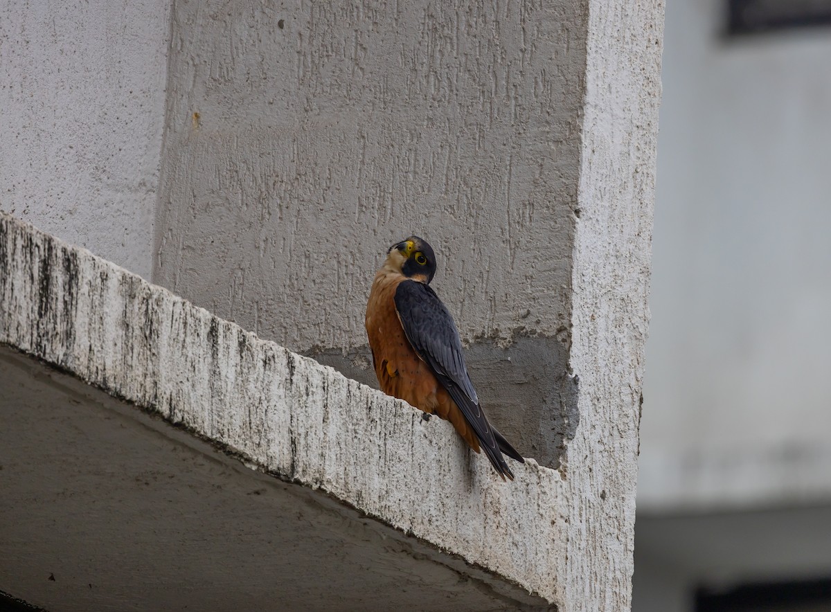 Peregrine Falcon (Shaheen) - ML640743539