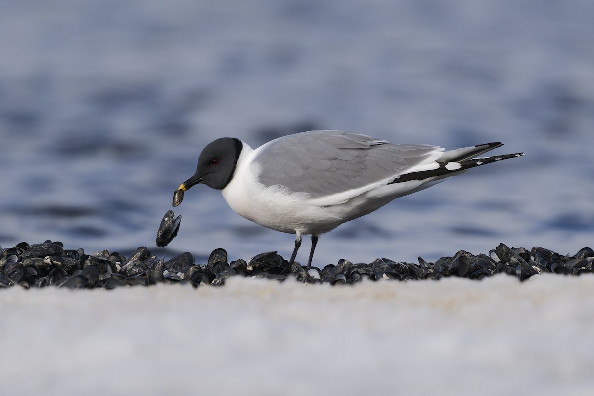 クビワカモメ - ML640743568