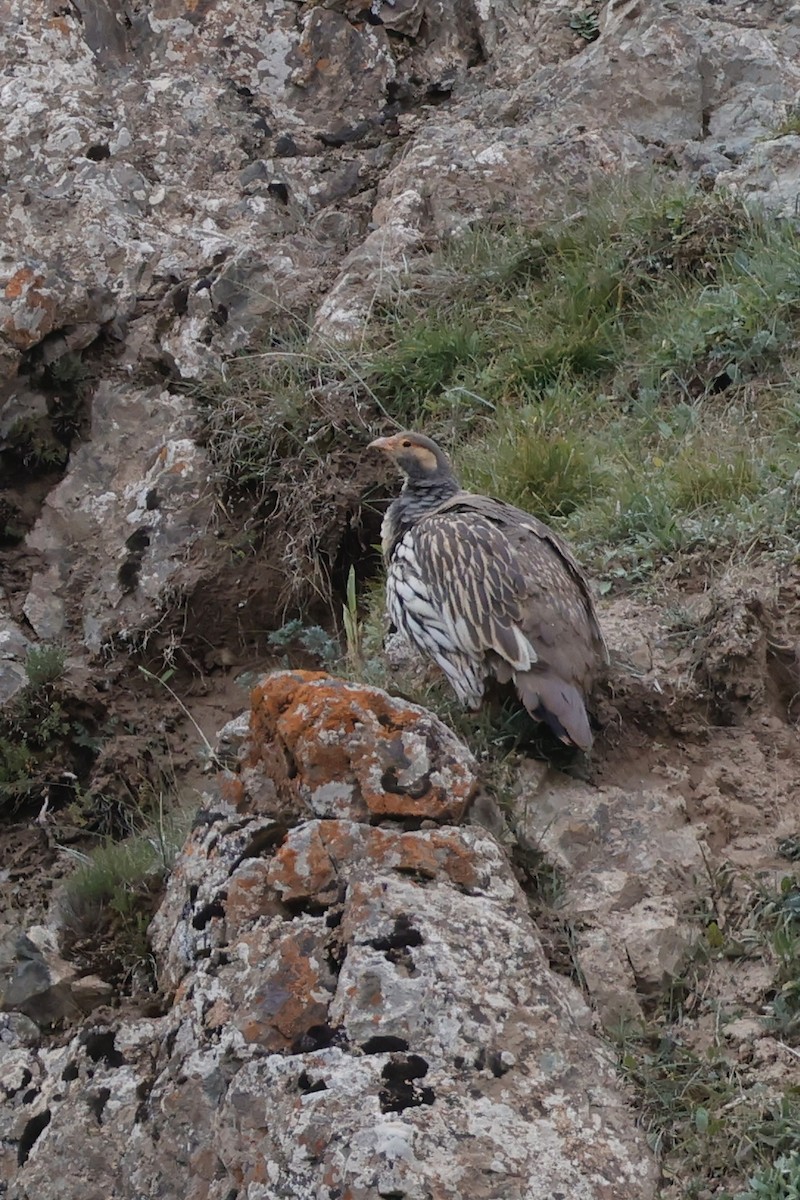 Tibetan Snowcock - ML640743575