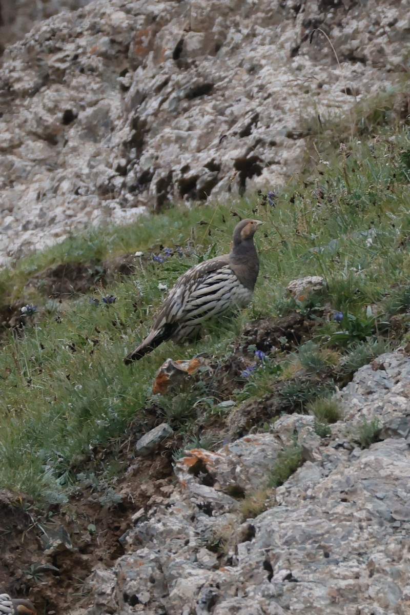 Tibetan Snowcock - ML640743577