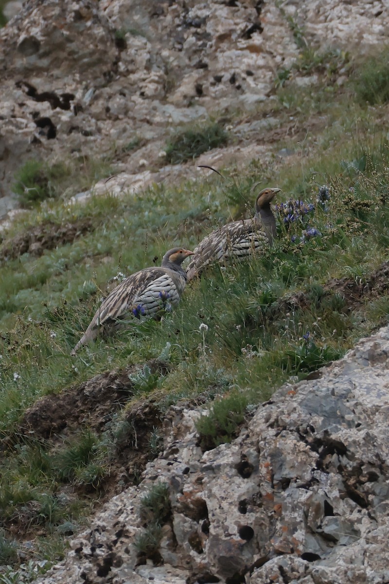 Tibetan Snowcock - ML640743578