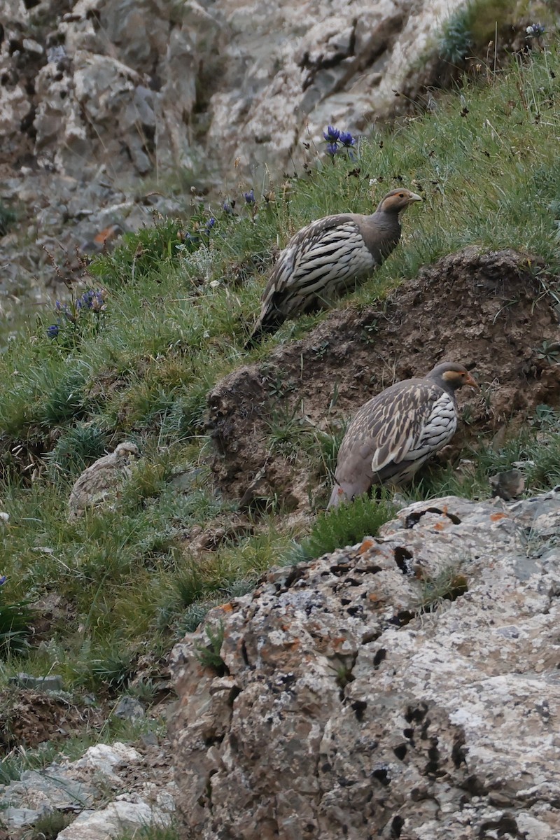 Tibetan Snowcock - ML640743579