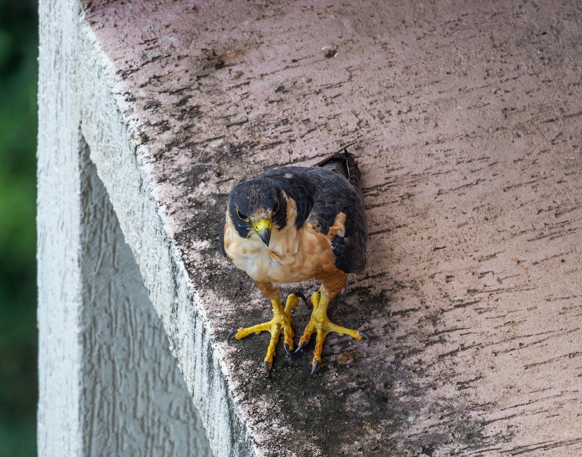 Peregrine Falcon (Shaheen) - ML640743589