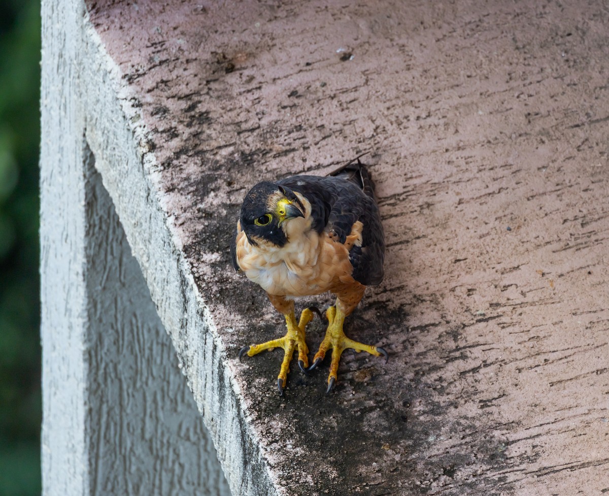 Peregrine Falcon (Shaheen) - ML640743590