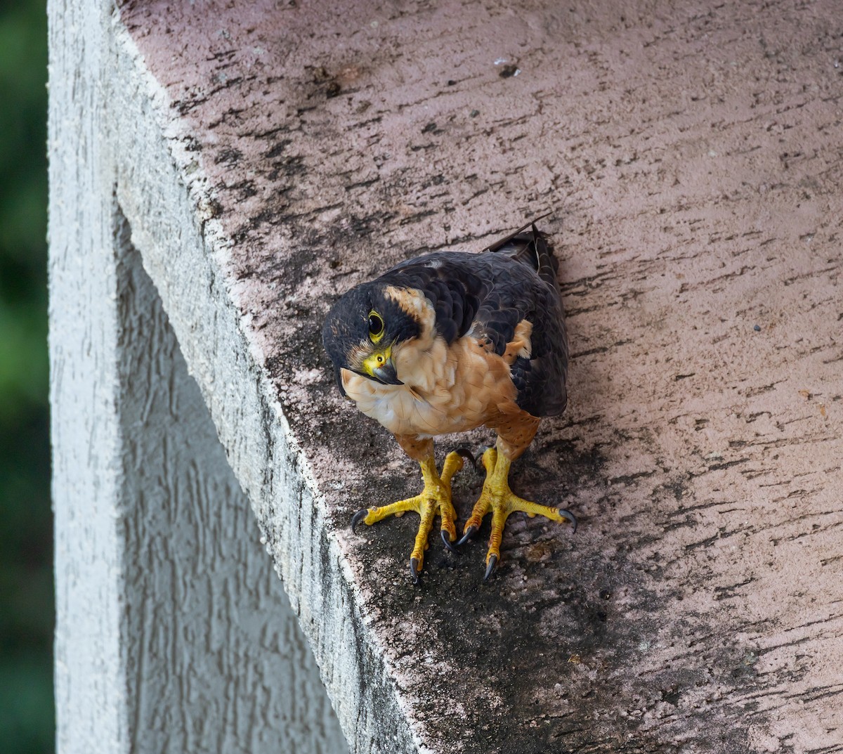 Peregrine Falcon (Shaheen) - ML640743591