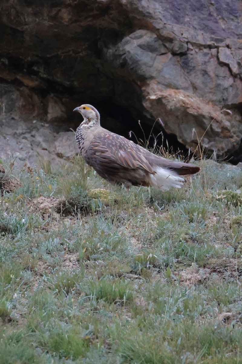Himalaya Urkekliği - ML640743611