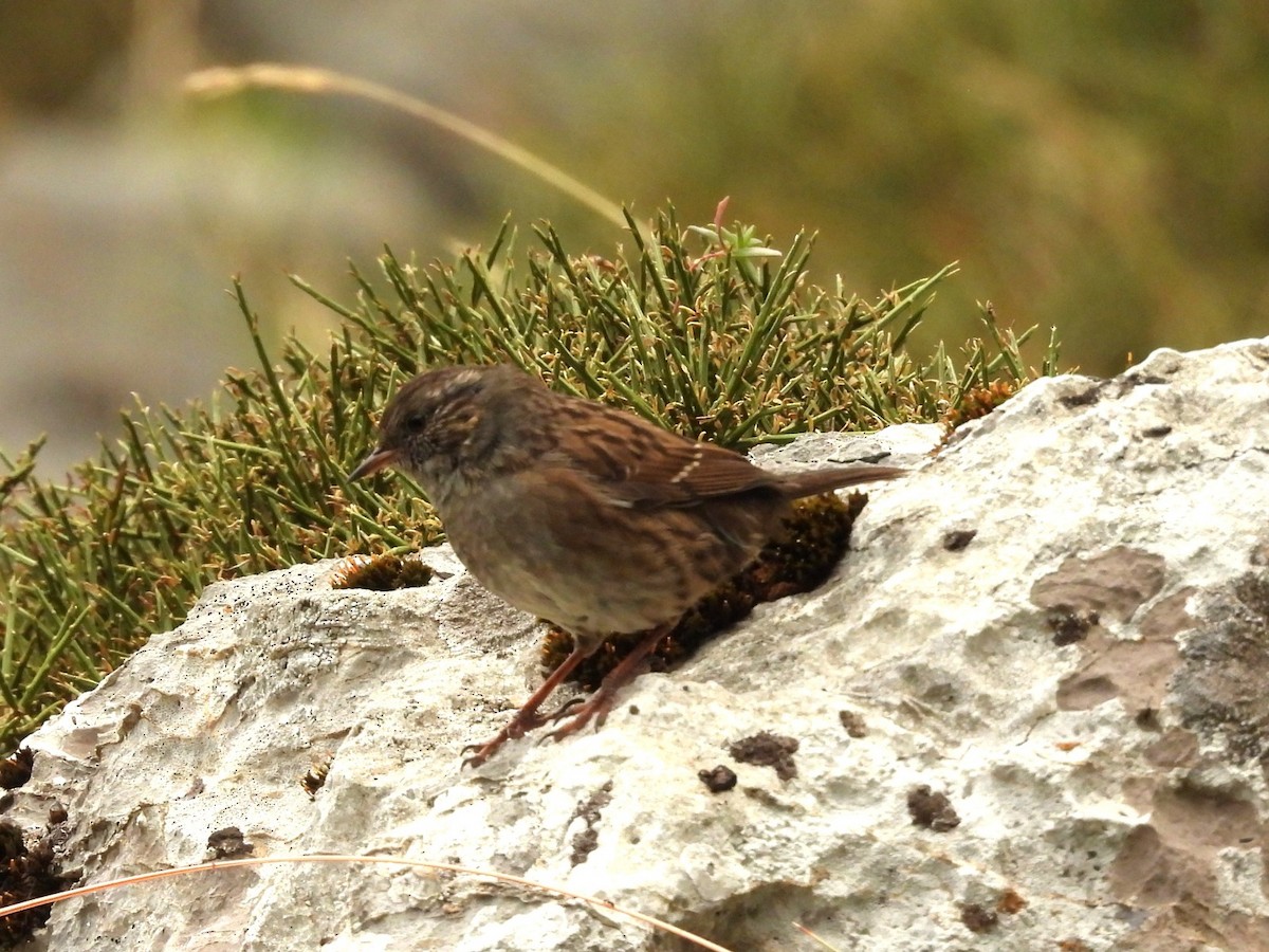 Dunnock - ML640743615