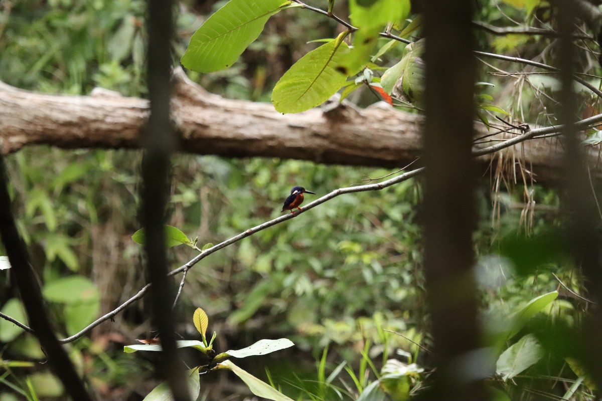 Blue-eared Kingfisher - ML640743616