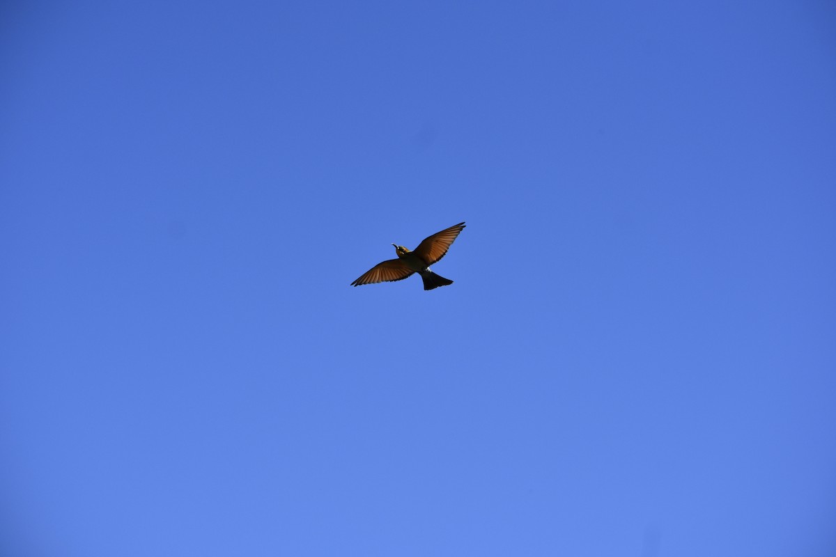 Rainbow Bee-eater - ML640743626