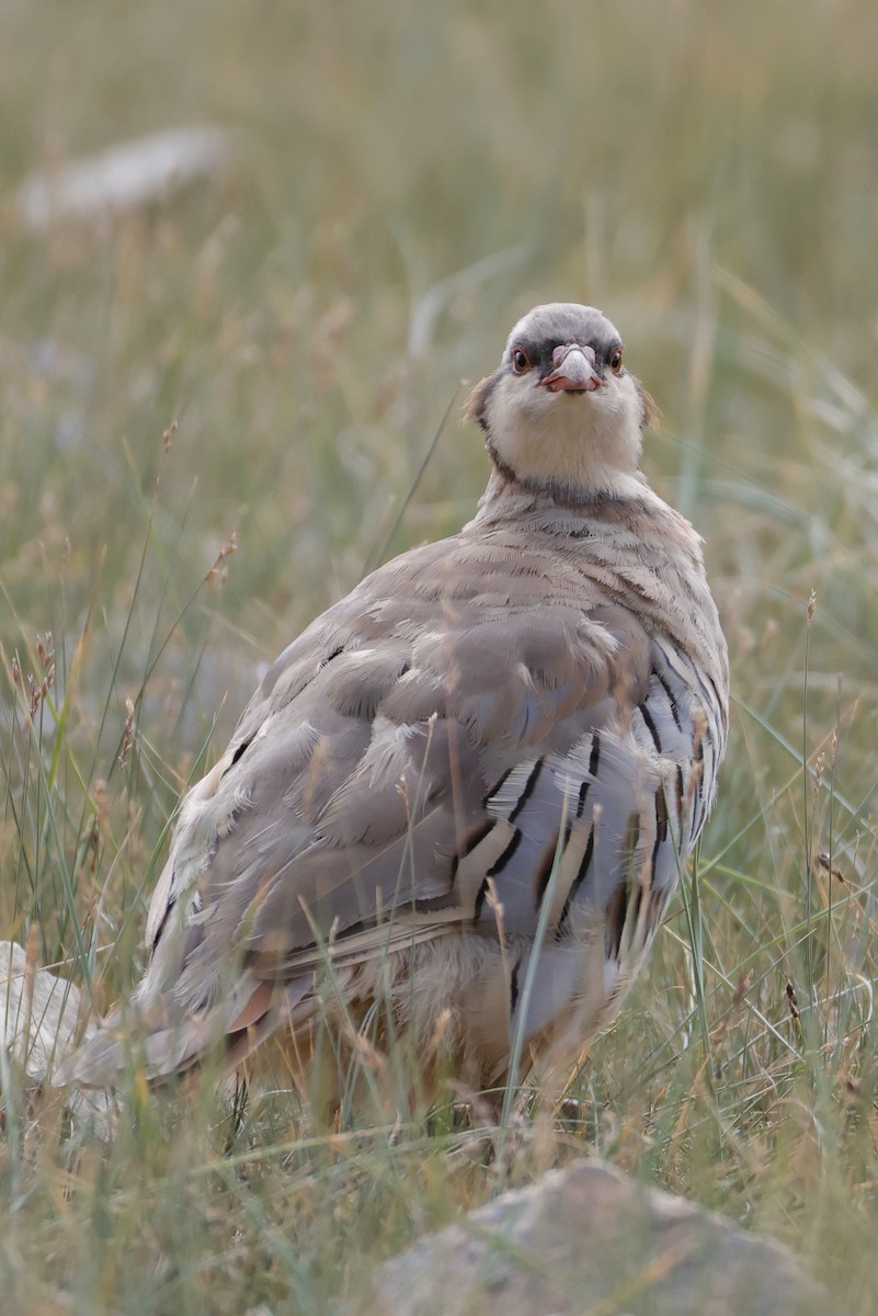 Przevalski's Partridge - ML640743683