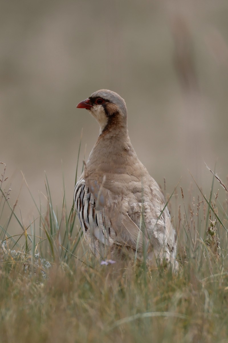 Przevalski's Partridge - ML640743684