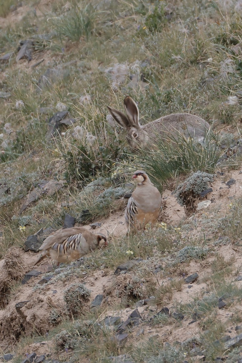 Przevalski's Partridge - ML640743685